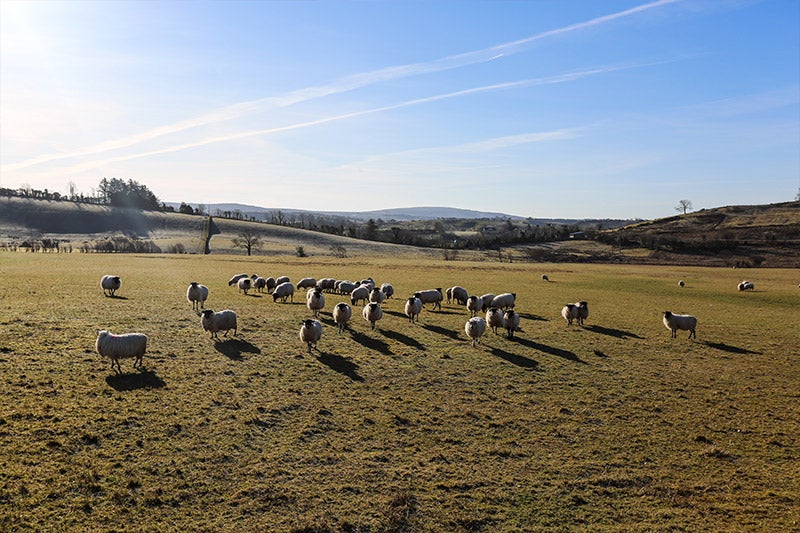 Imagens da f&aacute;brica Magee e Donegal, Irlanda.
