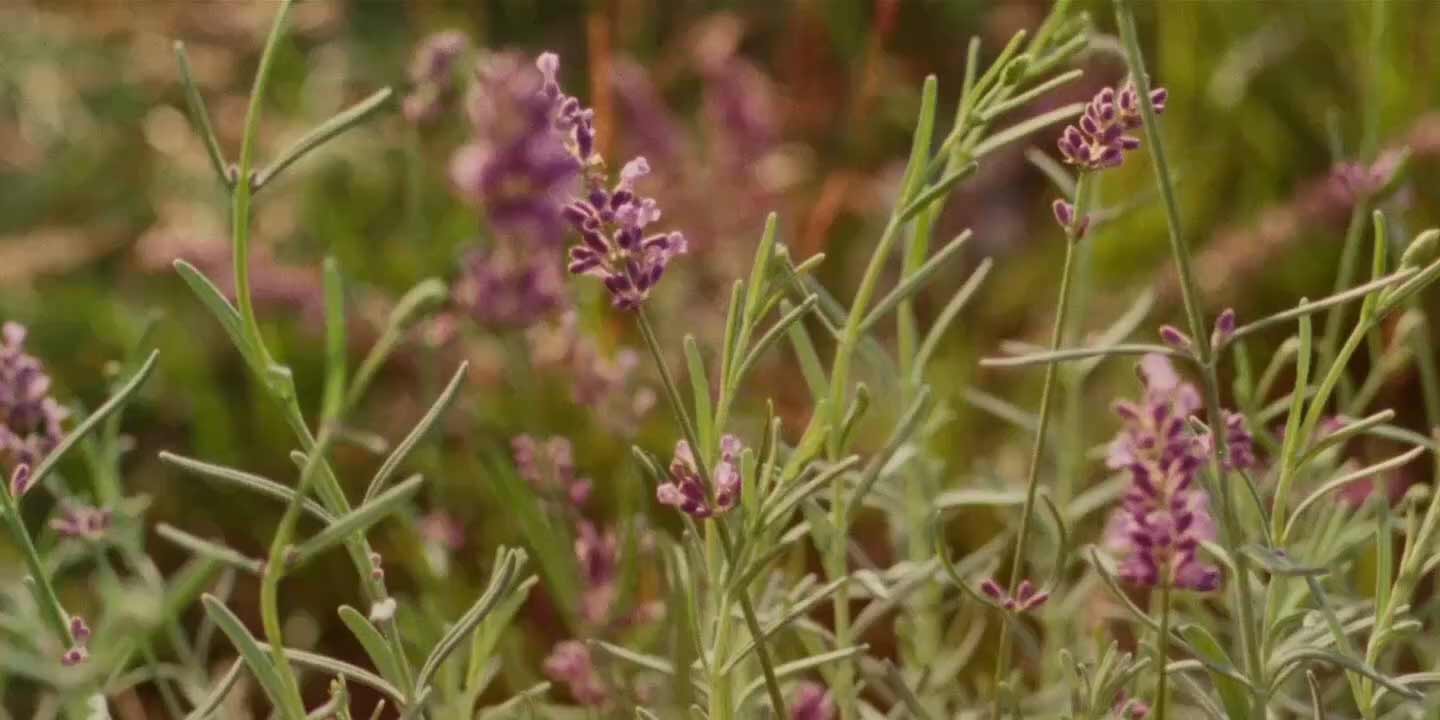 Video of men and women in grassy field.